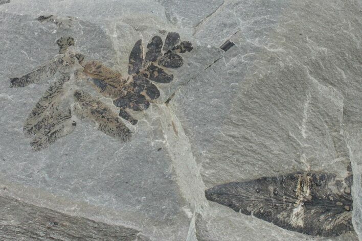 Fossil Fern (Neuropteris & Macroneuropteris) Plate - Kentucky #154695